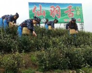 茶葉基地